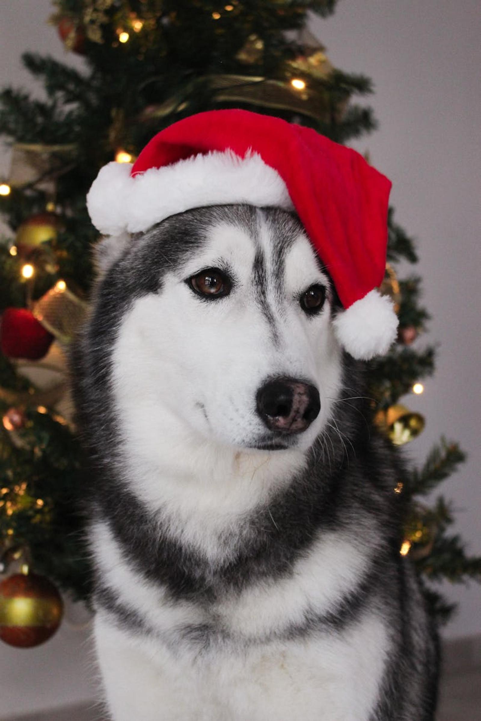 Santa Claus Village Huskies — Denmark