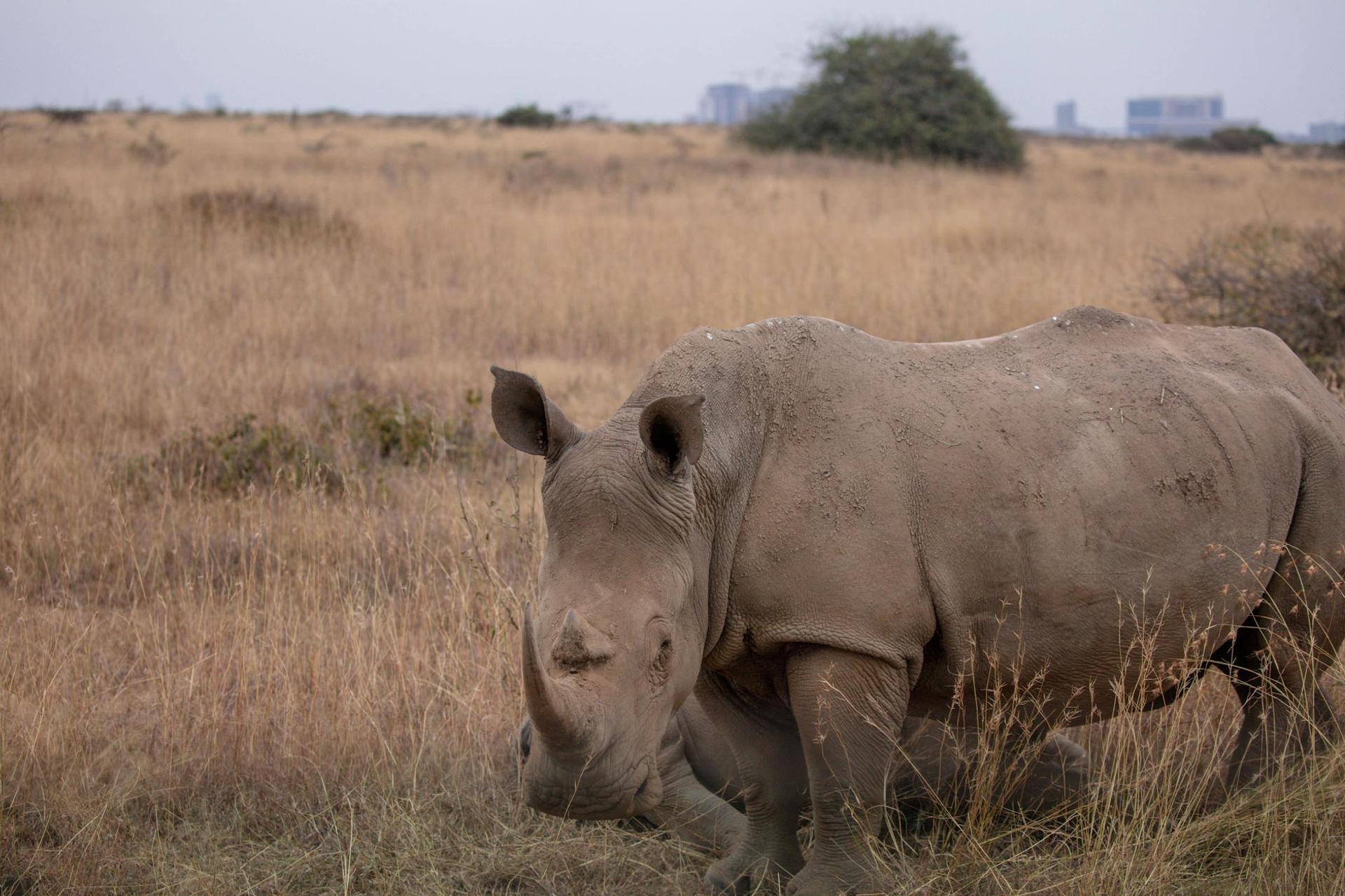 A white rhino grazing in dry grassland with a distant city skyline behind