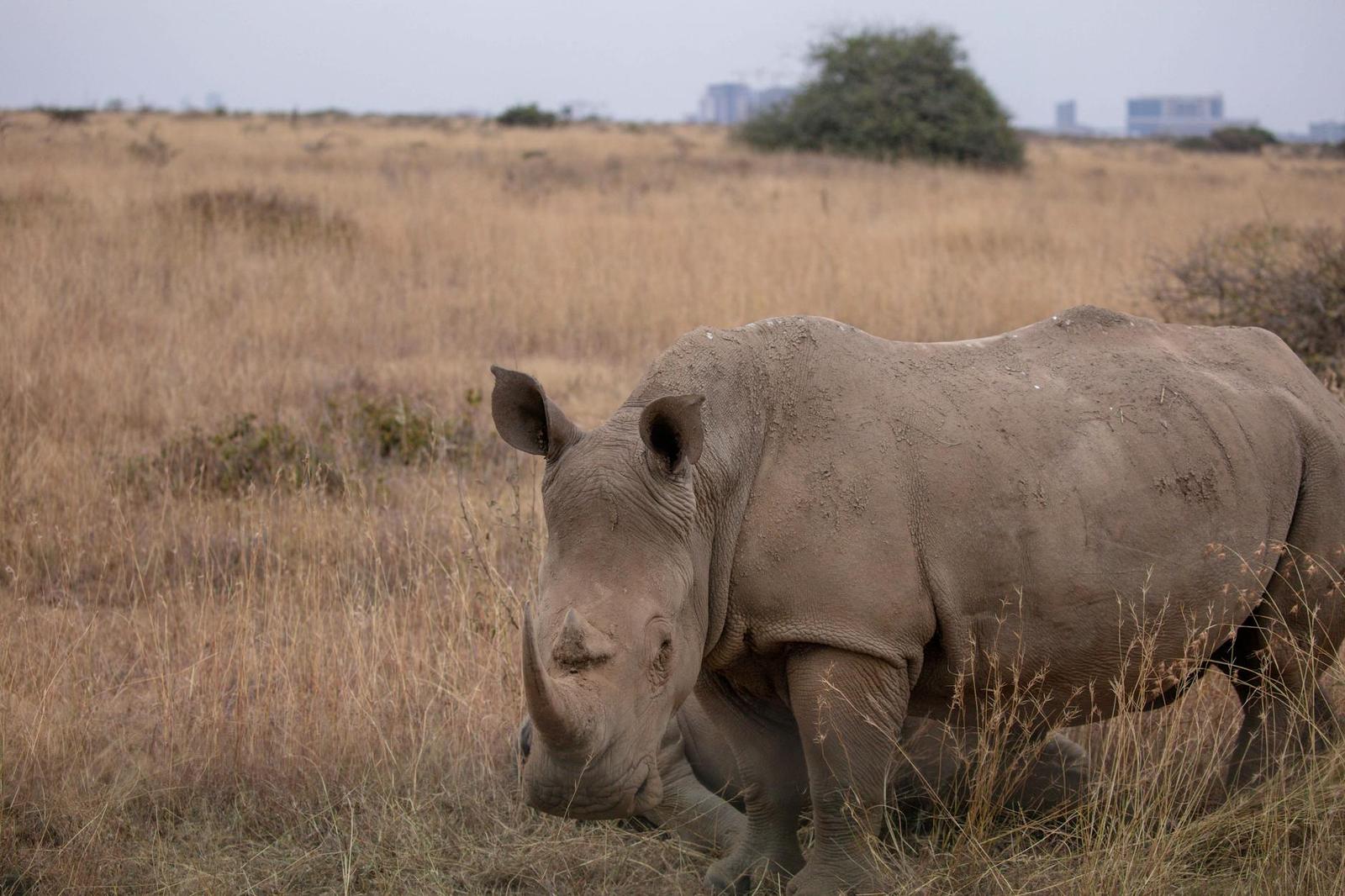 A white rhino grazing in dry grassland with a distant city skyline behind