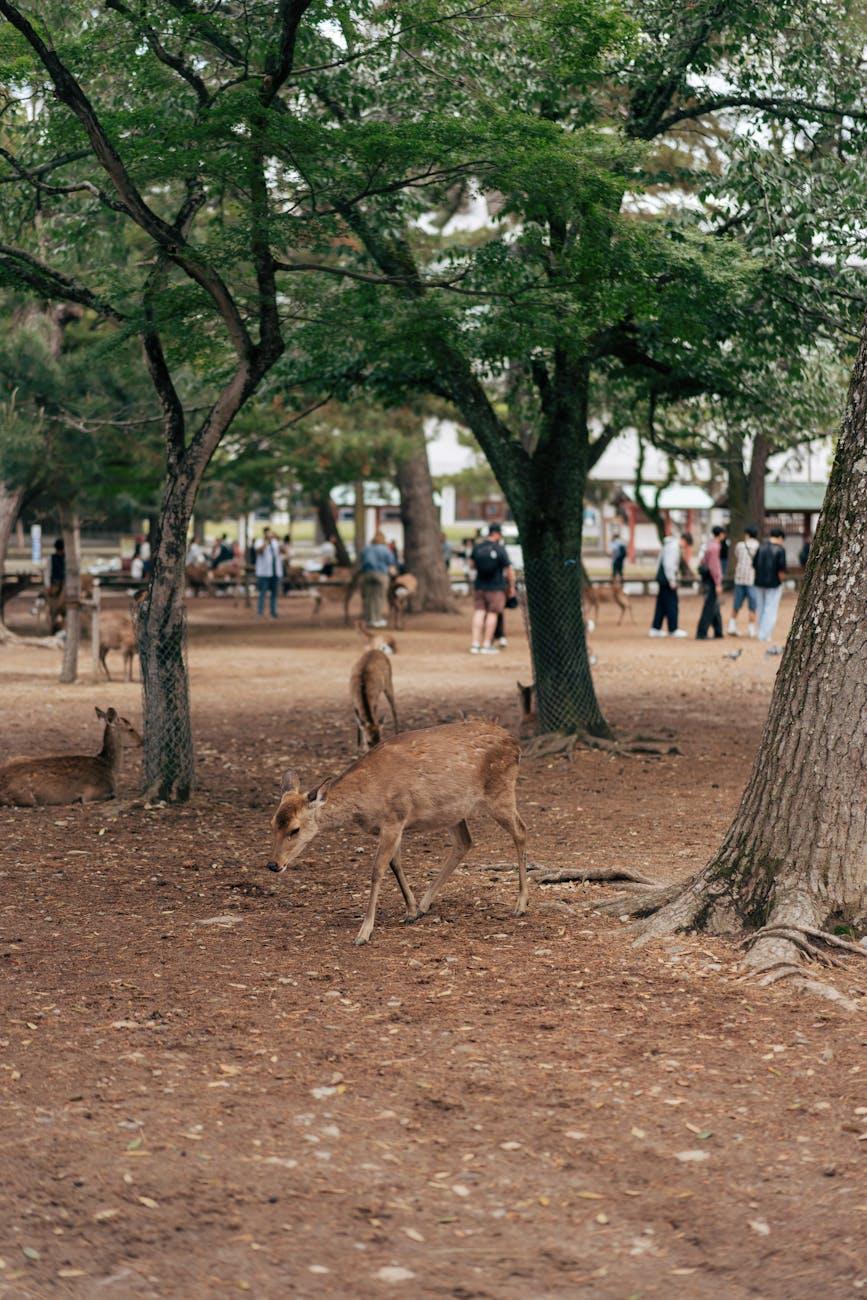 Several deer grazing on a wooded park path with visitors in the distance