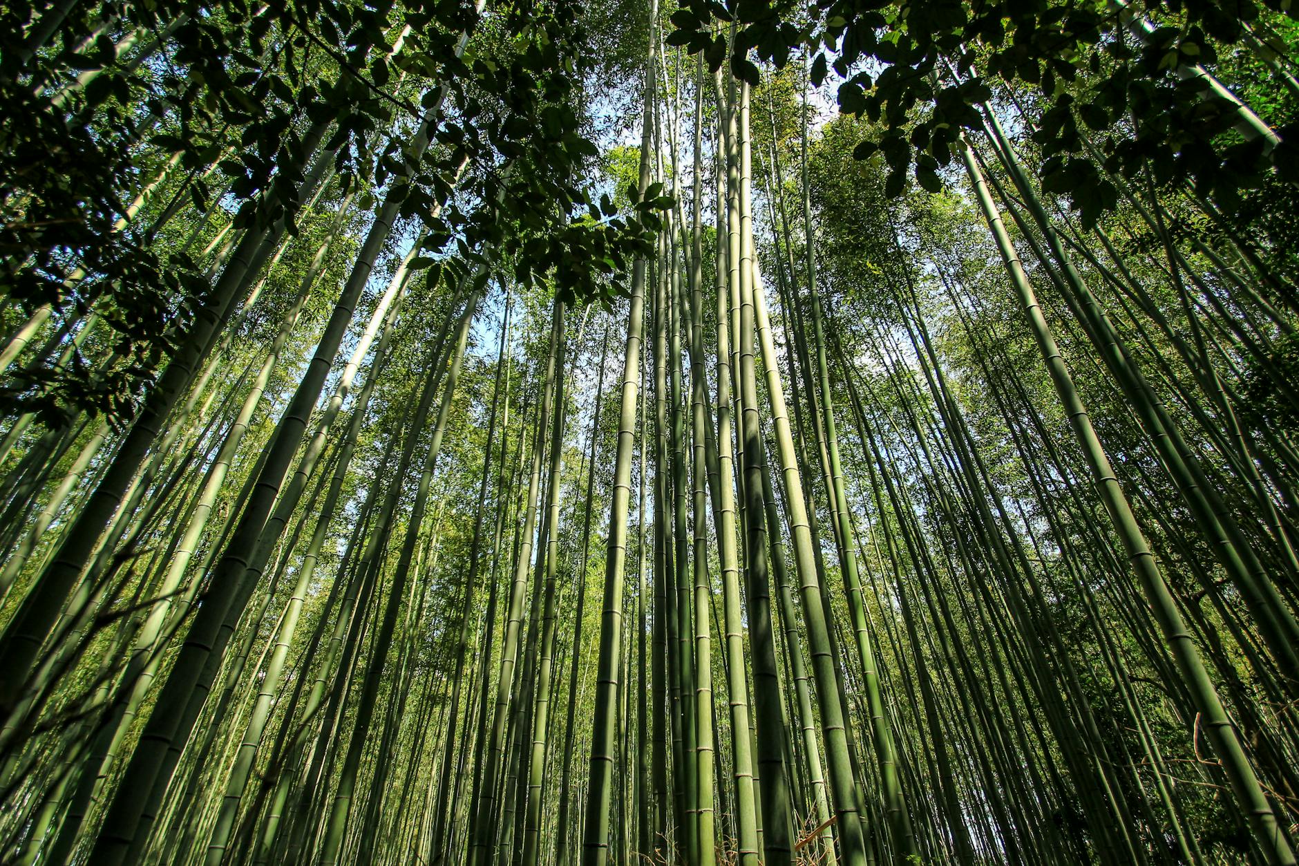 Kyoto Bamboo Forest, Japan
