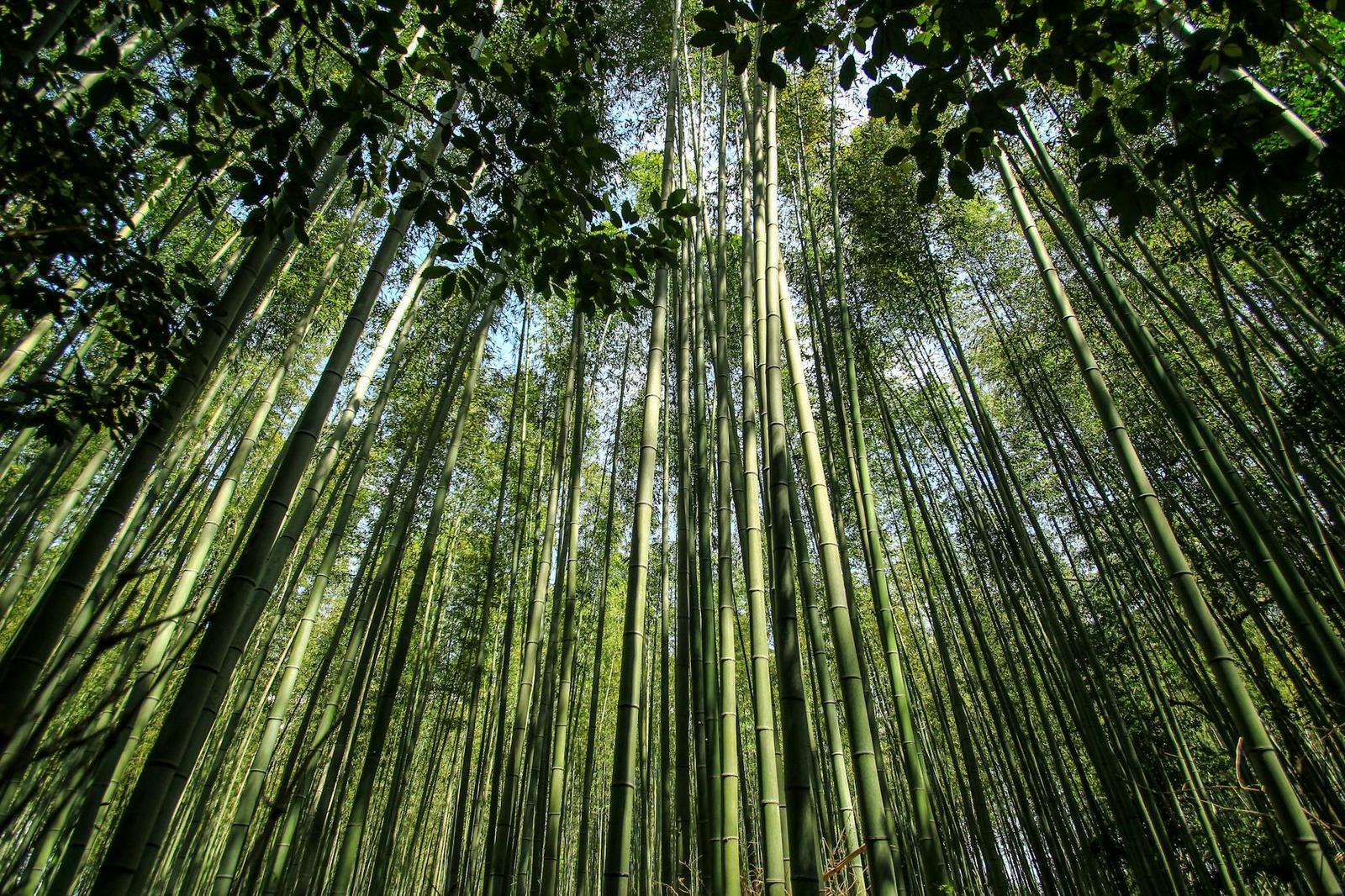 Kyoto Bamboo Forest, Japan