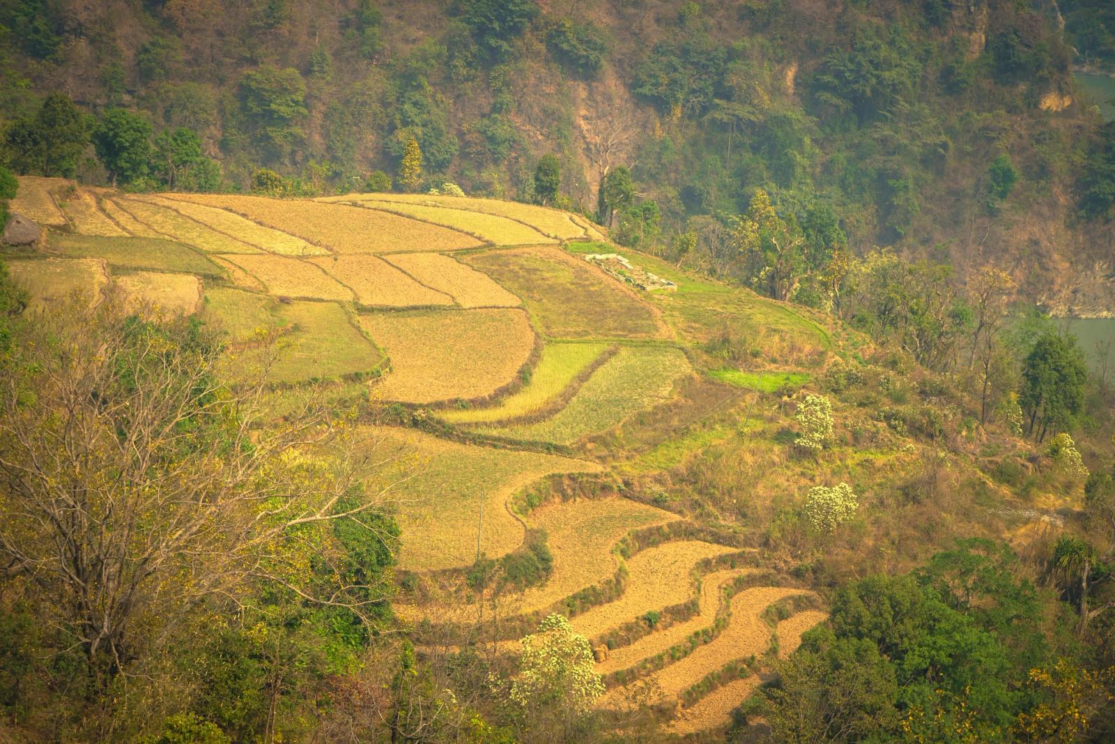 Scenic view of terraced fields in Gandaki Province, Nepal, during a bright sunny day