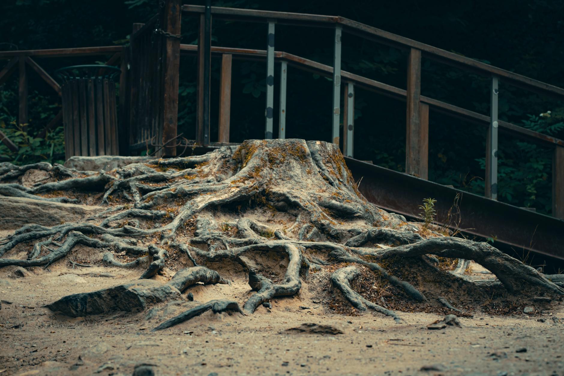 Living root bridge — Cherrapunjee, India