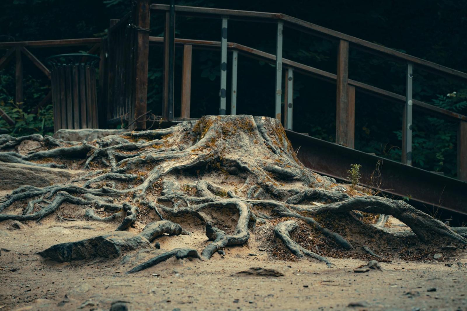 Captivating image of gnarled tree roots exposed near a rustic wooden bridge