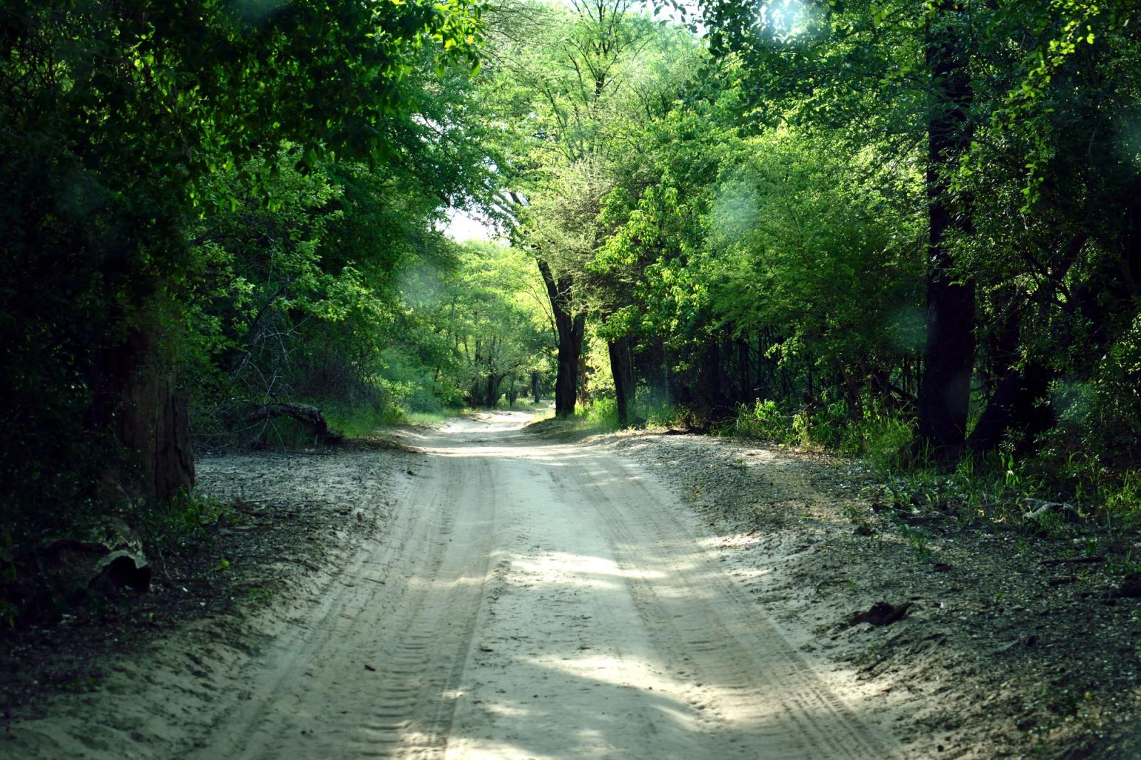 A serene unpaved road winding through a lush forest in Botswana, bathed in sunlight