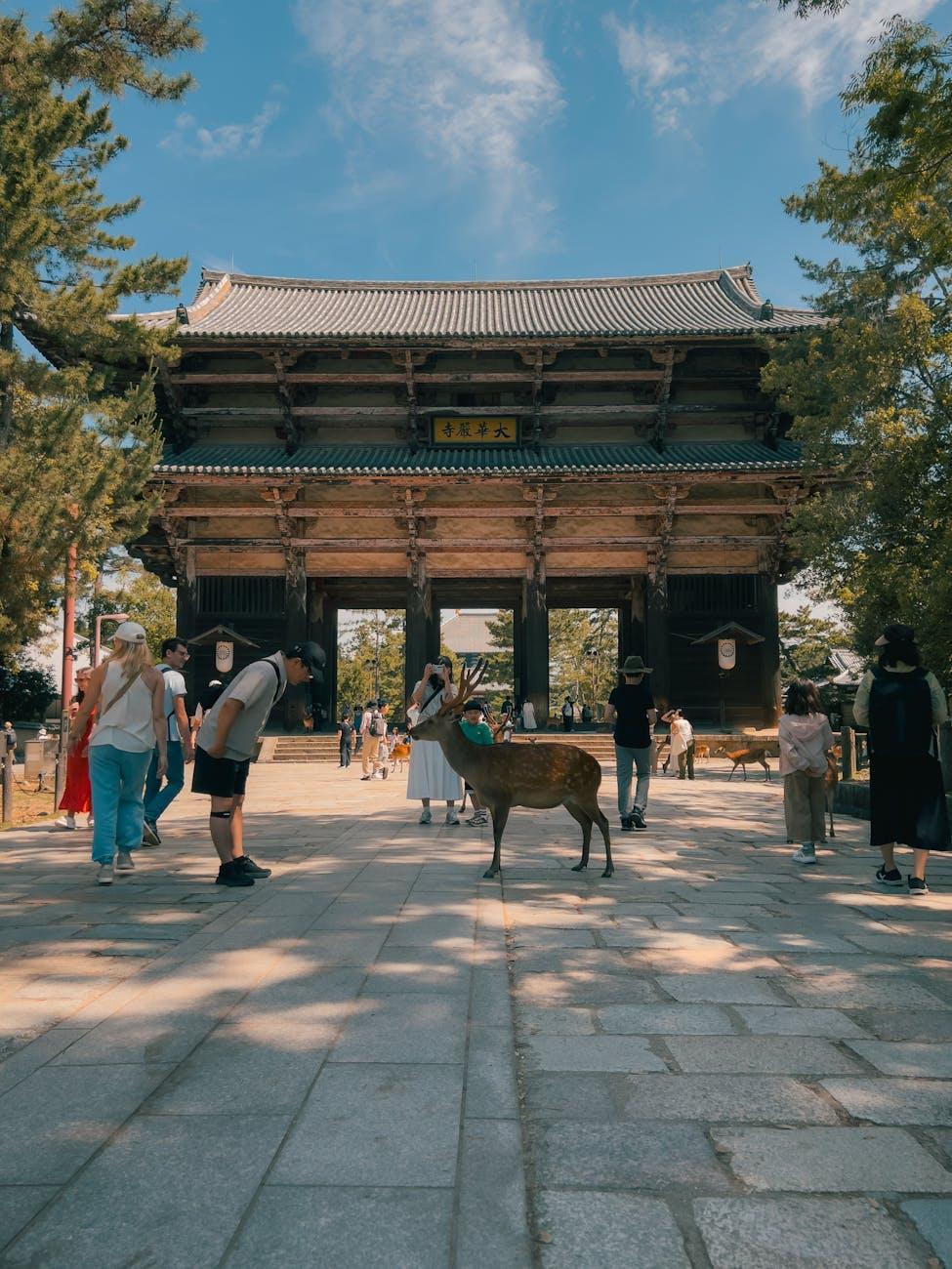Full Nara Kyoto — Japan