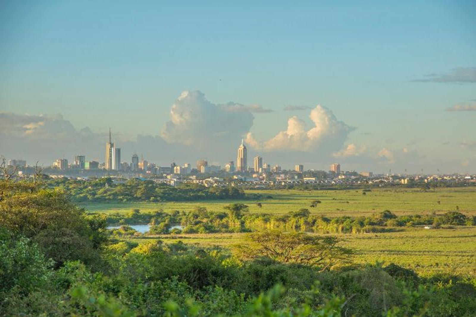 Nairobi wildlife morning