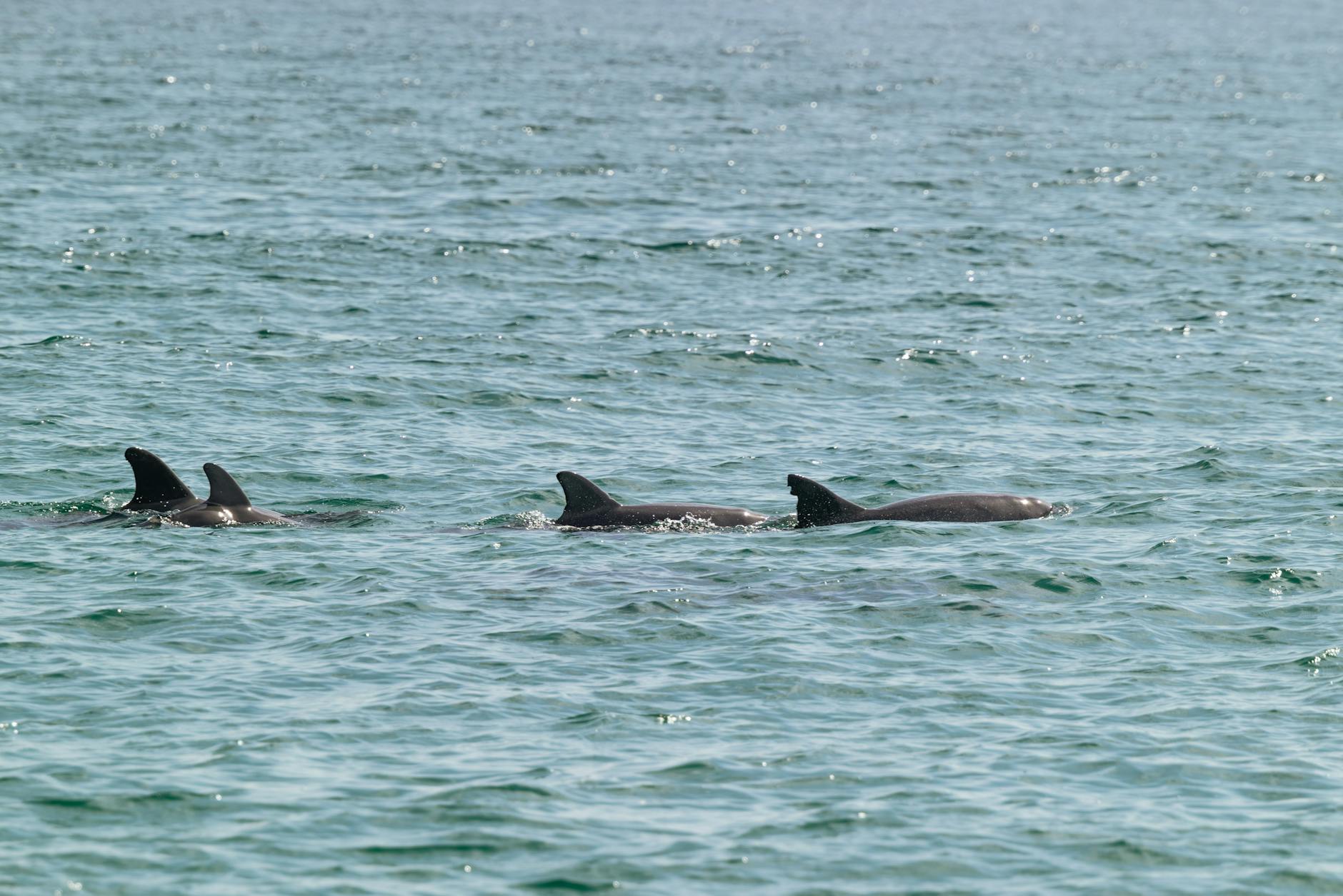Chilika Lake Dolphins, India