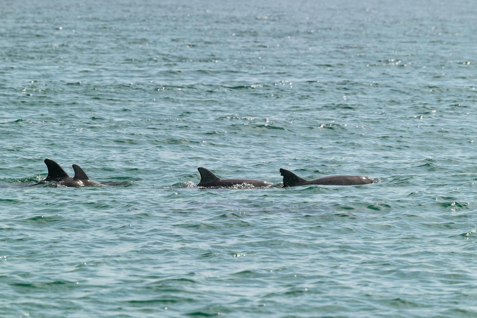 Chilika Lake Dolphins, India