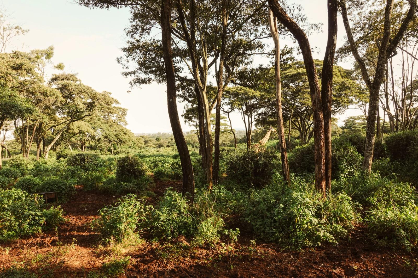 Giraffe blending in lush Nairobi forest scenery. Perfect for nature and wildlife enthusiasts