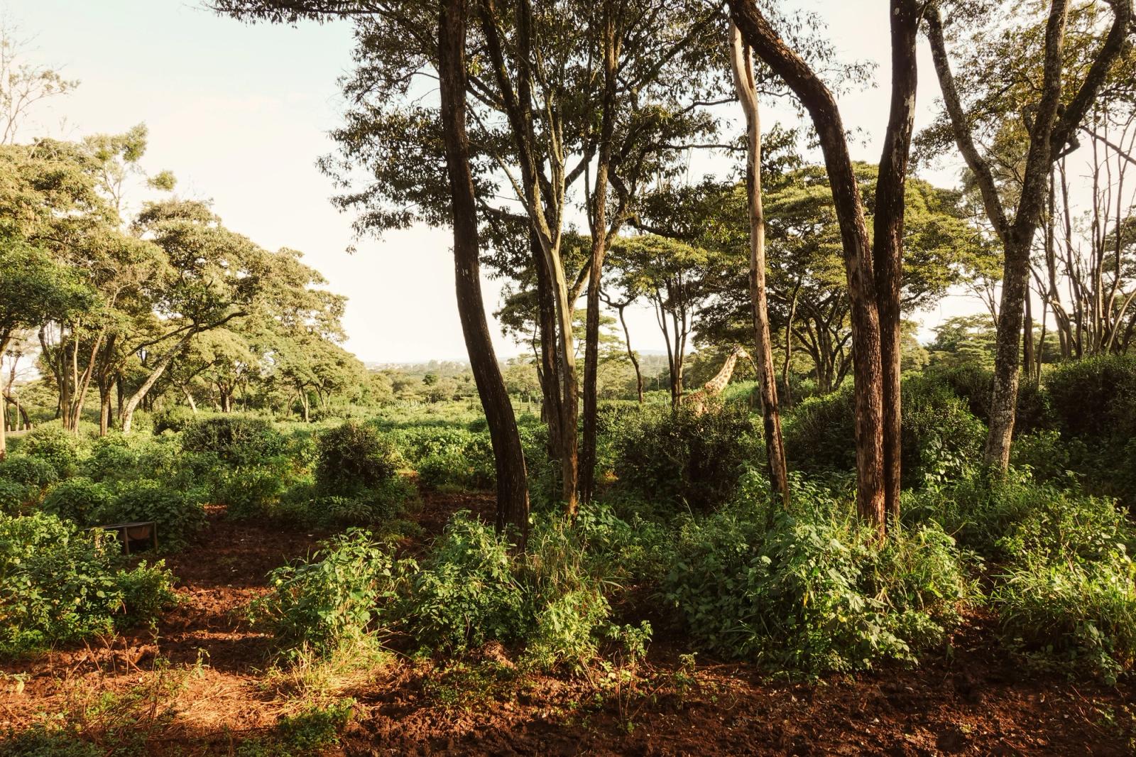 Giraffe blending in lush Nairobi forest scenery. Perfect for nature and wildlife enthusiasts