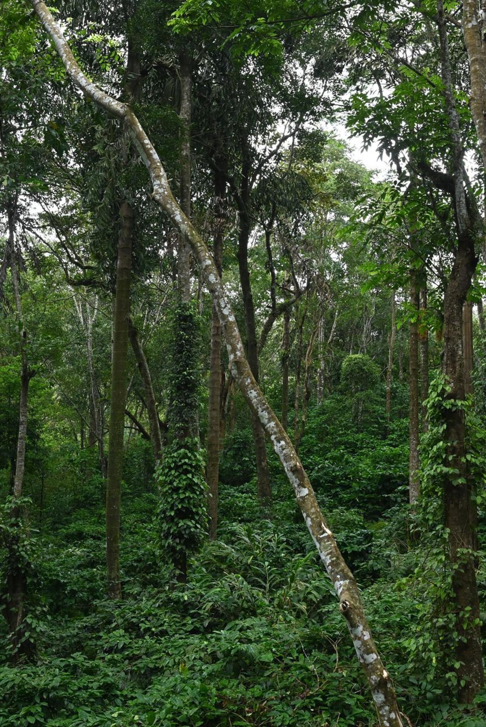 Wayanad Rainforests — South India, India