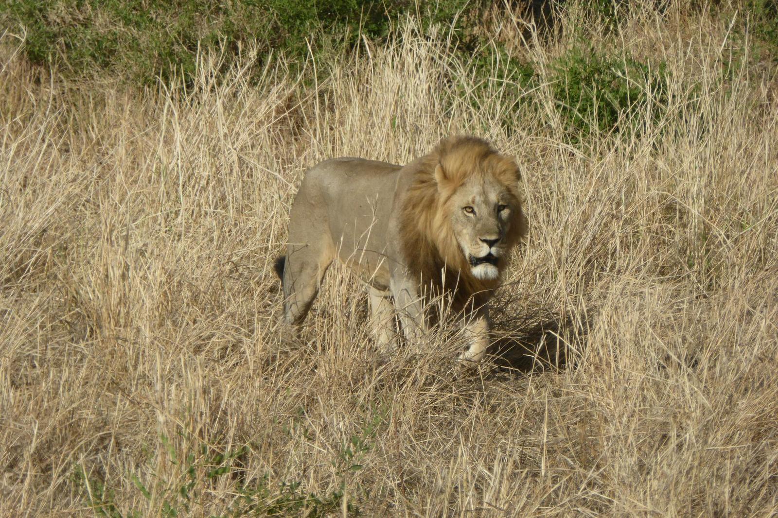 Four Seasons Serengeti, Tanzania + Zanzibar