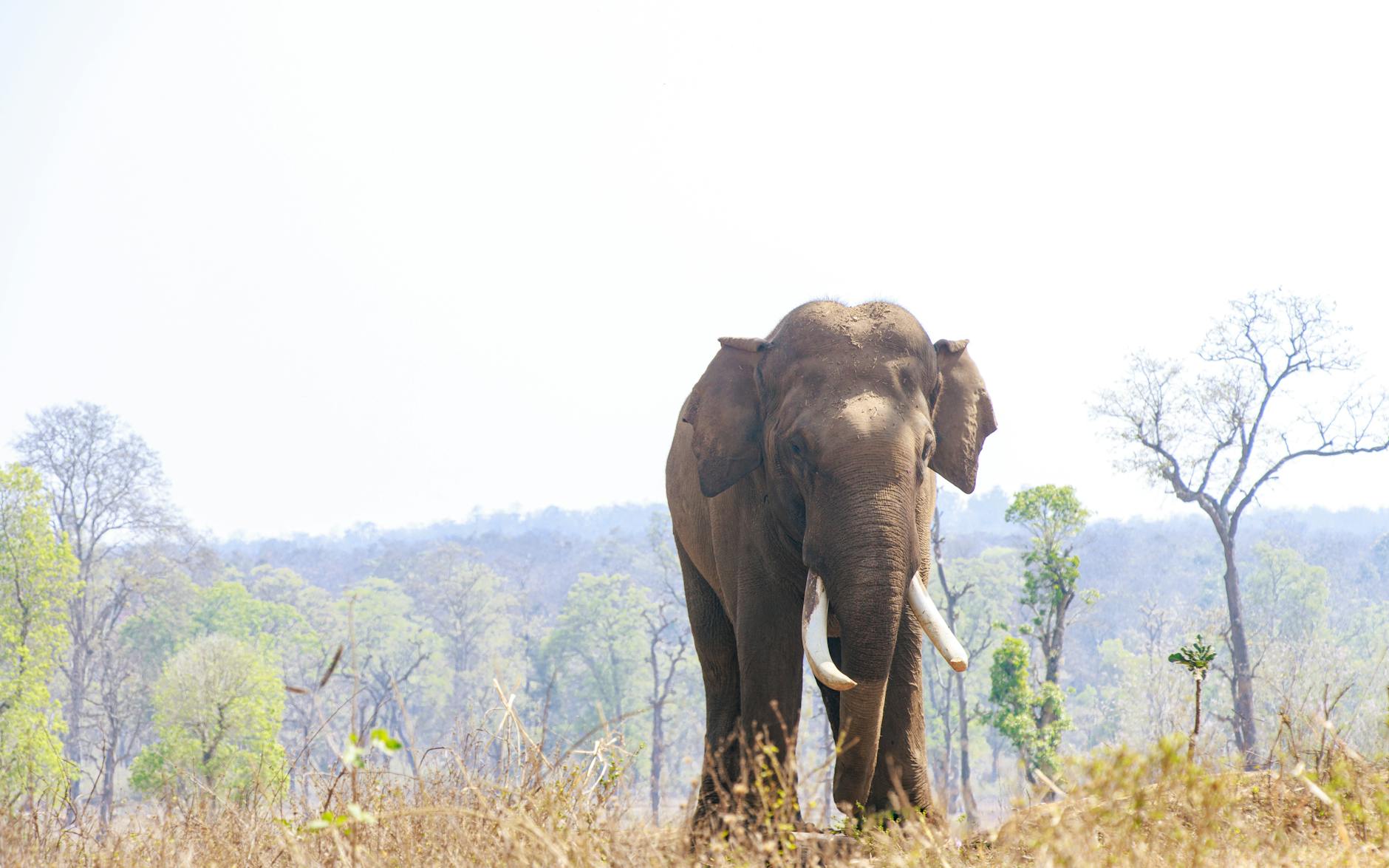 Thekkady, India