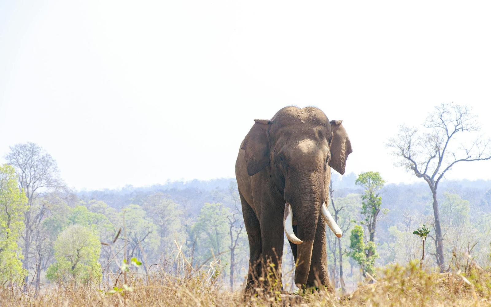 A tusked elephant standing alone in dry grassland