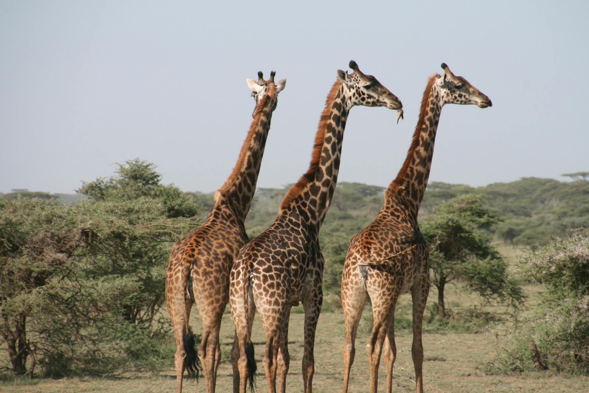 Serengeti, Kenya