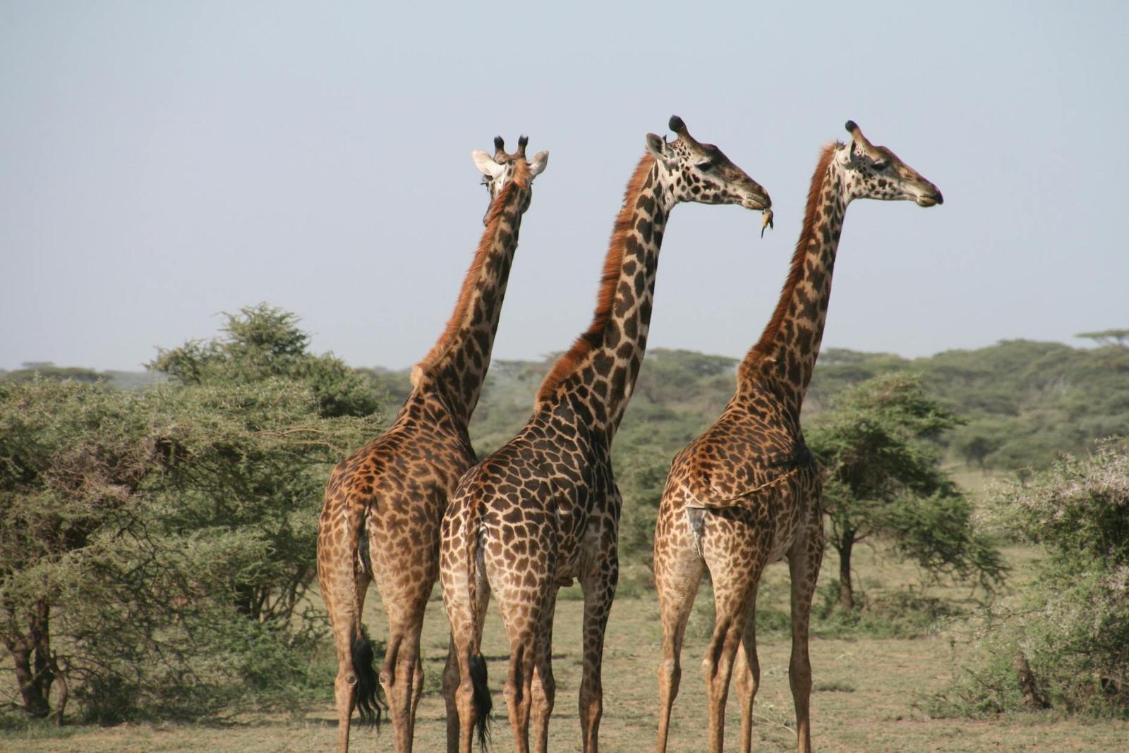 Close-up of three giraffes in the savannah, captured in daylight on a safari