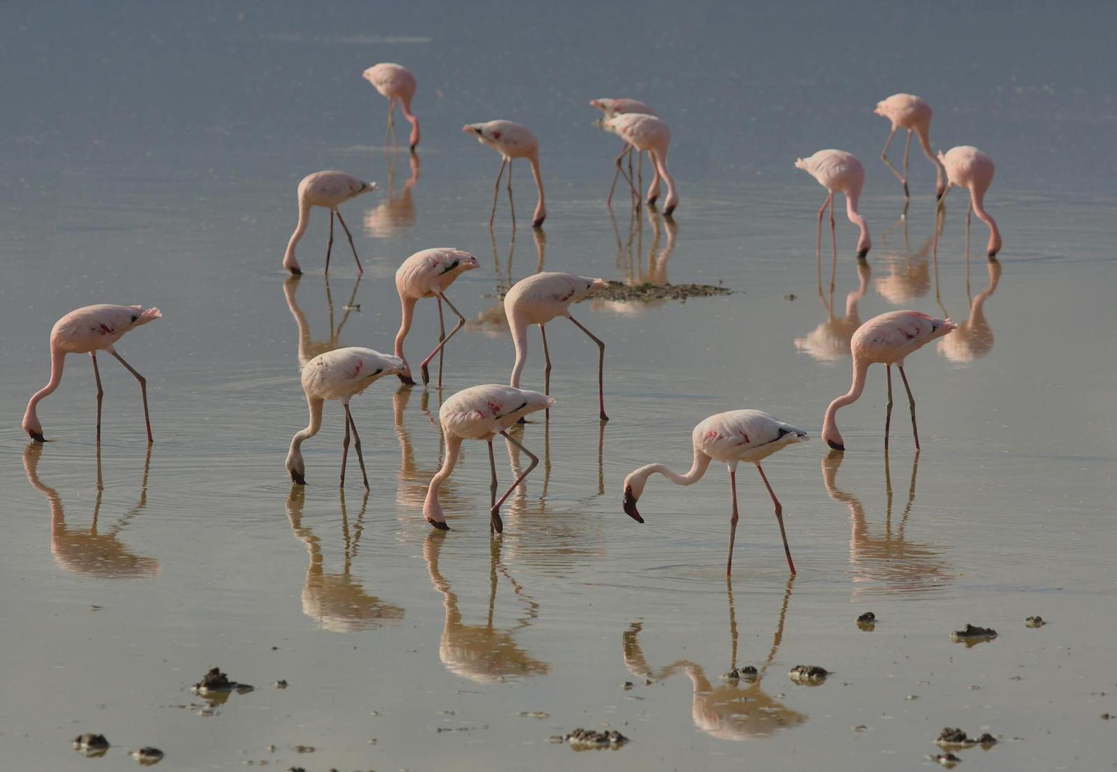 Flamingos feeding in shallow water with their reflections visible