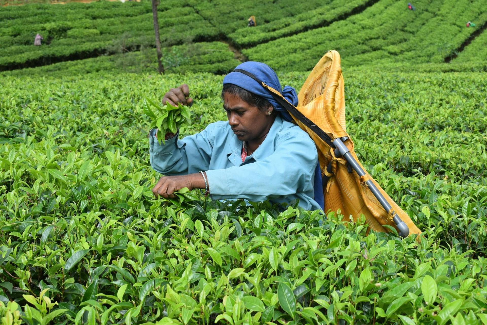 Eliya, Sri Lanka