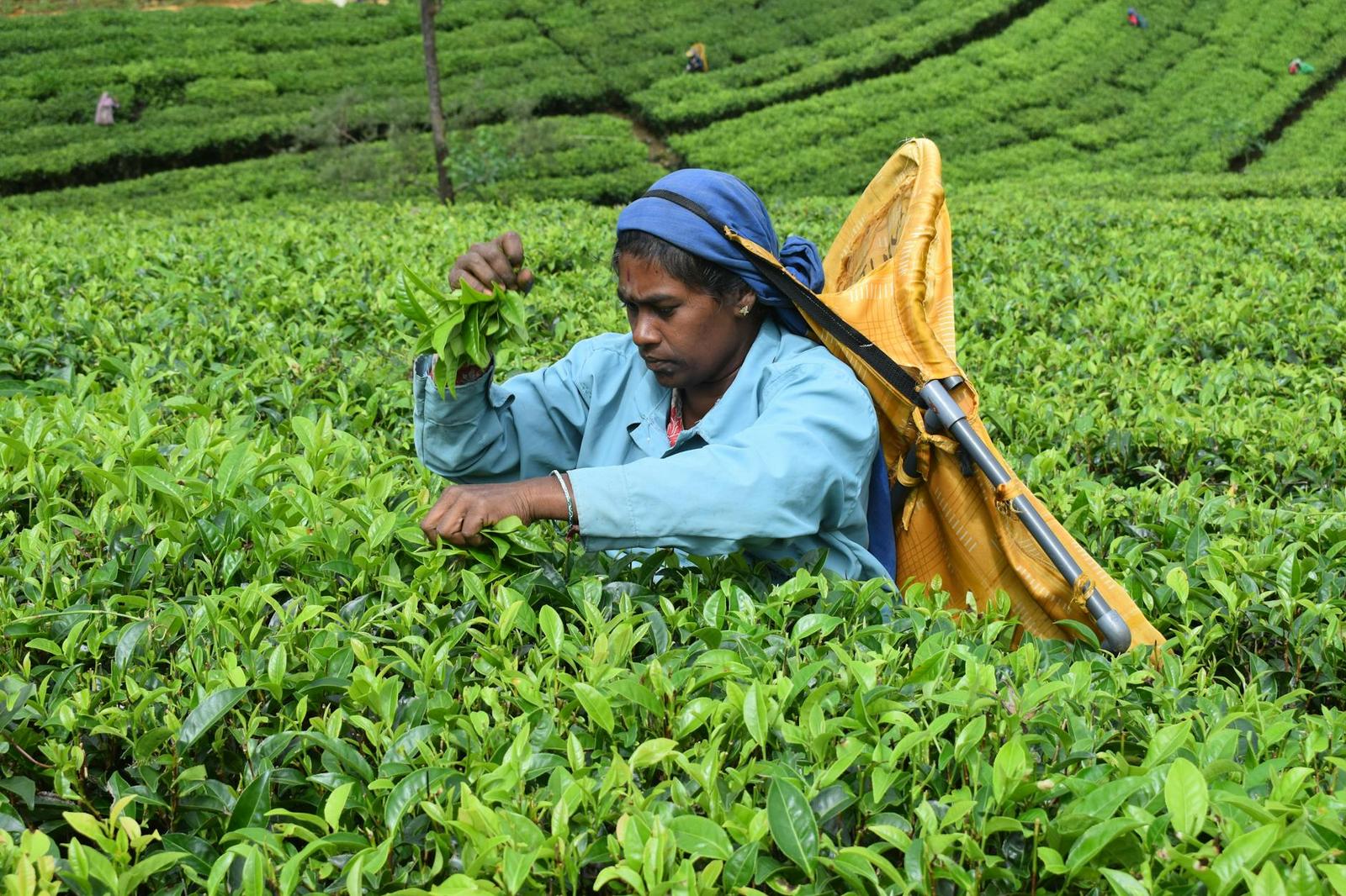 Eliya, Sri Lanka