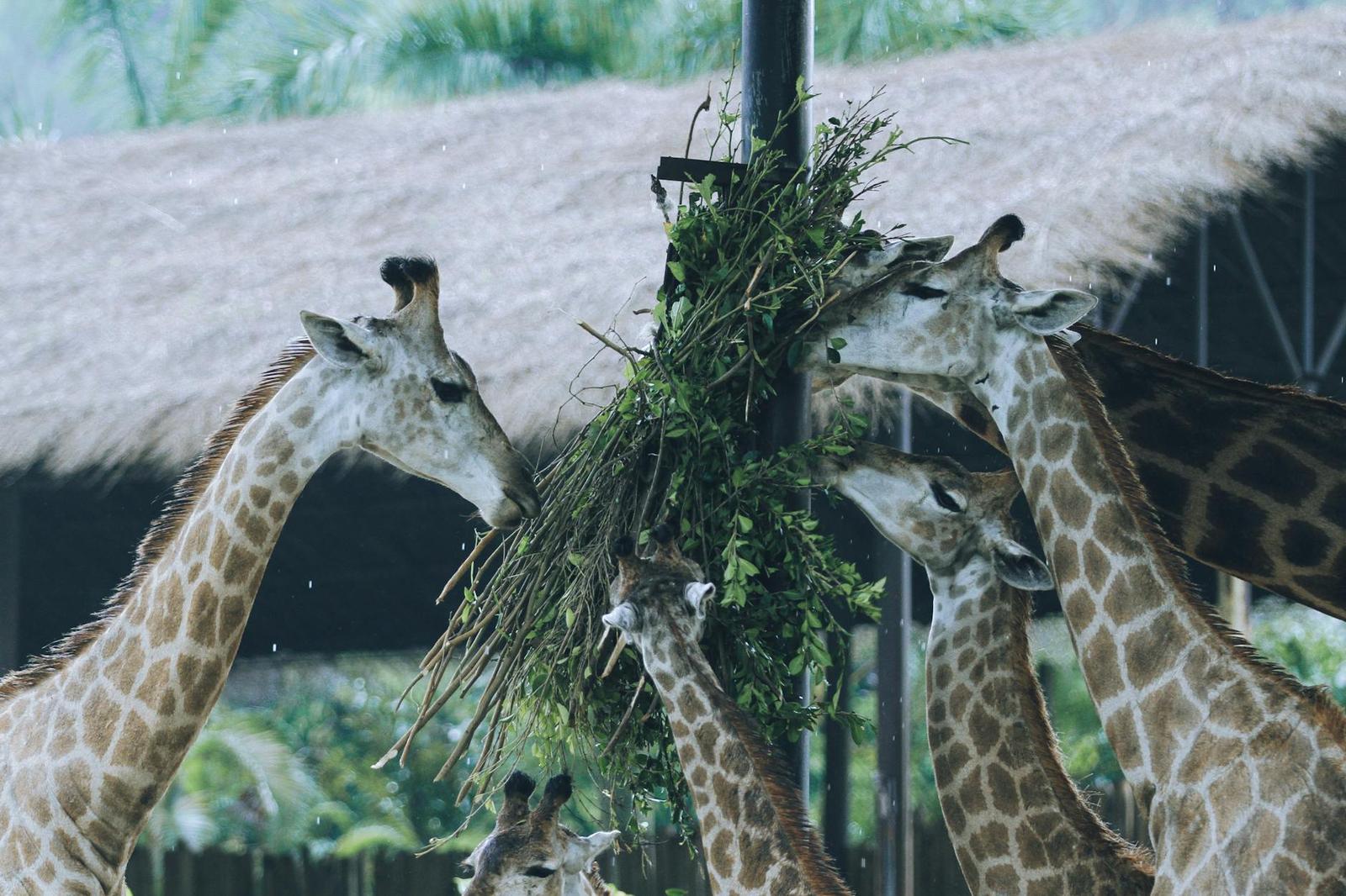 A group of giraffes eating leaves together in an outdoor setting