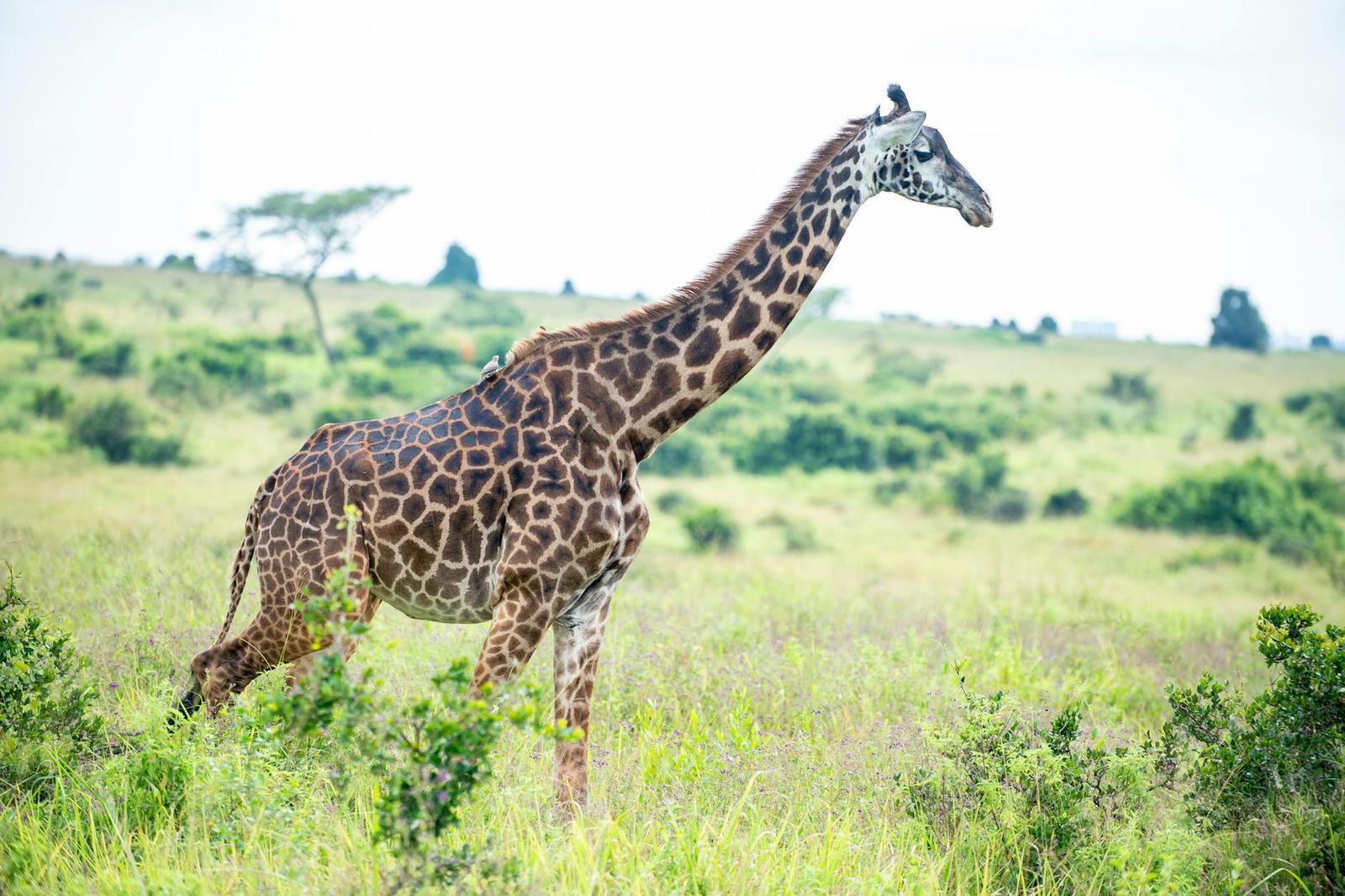 Giraffe striding through tall green grass with scattered acacia trees