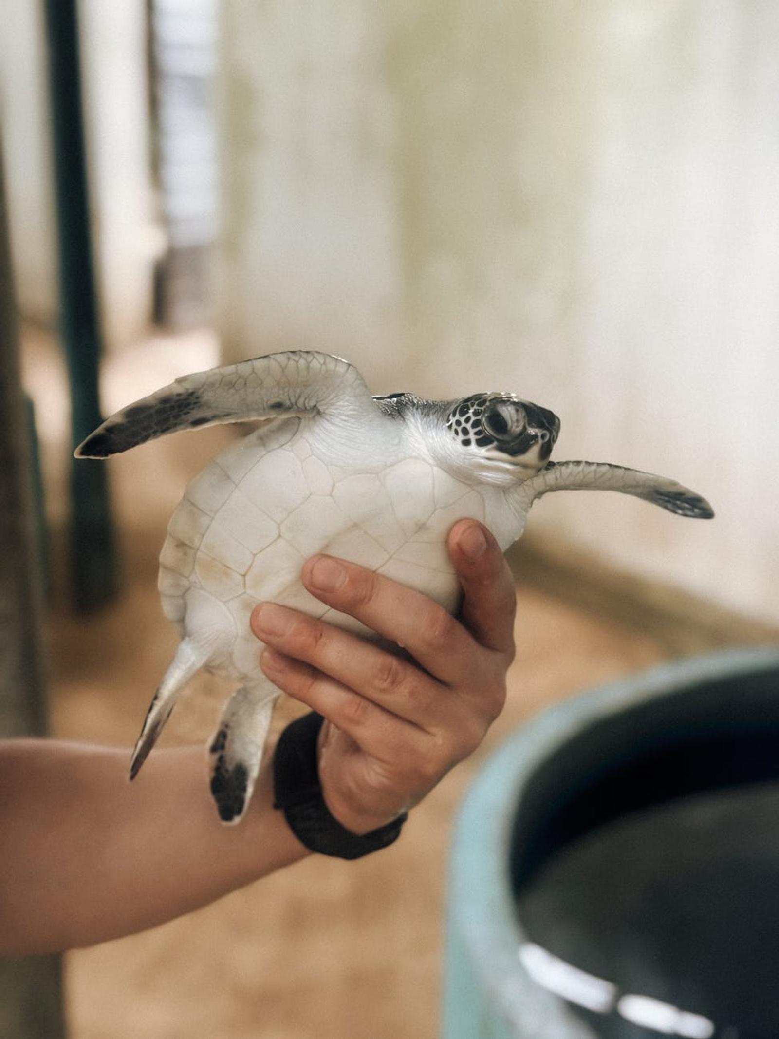 Turtle Hatchery Boat Ride — Sri Lanka