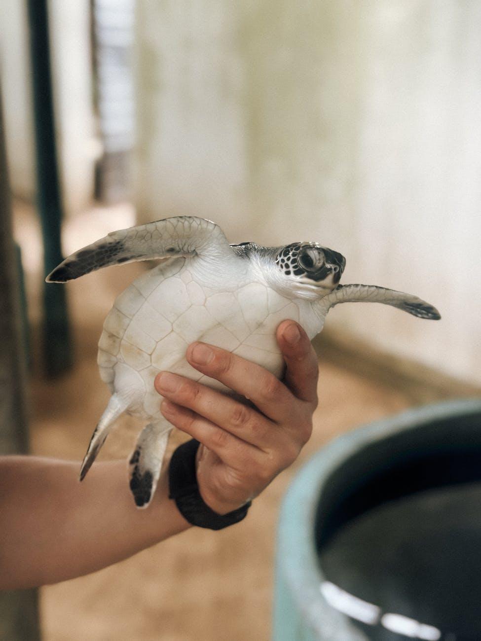 Turtle Hatchery Boat Ride — Sri Lanka