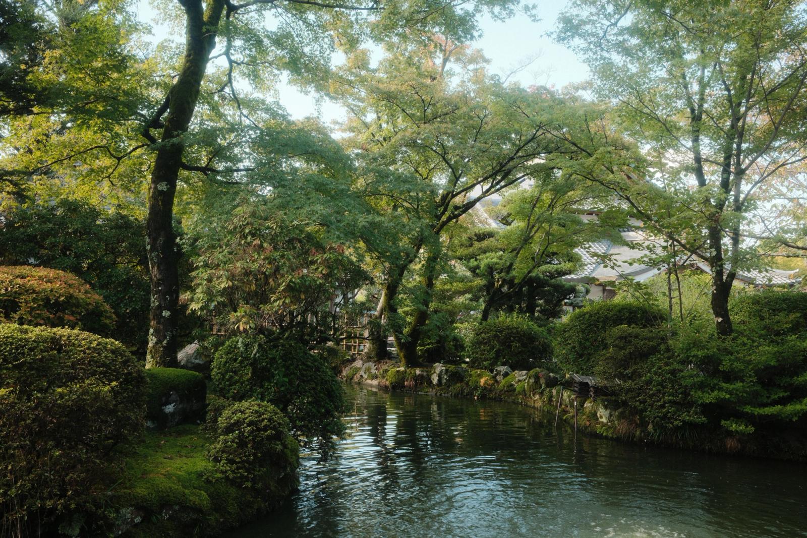 A peaceful Japanese garden in Kyoto featuring lush greenery and a calm pond