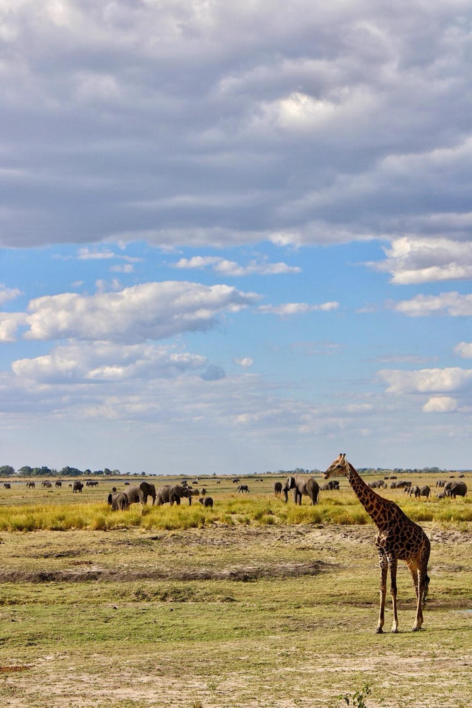 Giraffe and elephant herd roam the Chobe Simwanza savanna under a dramatic sky