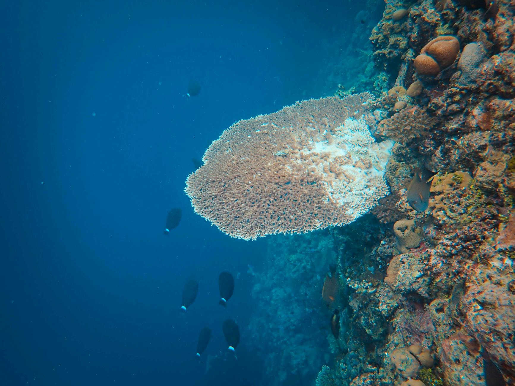 Reef safari — Mahé, Seychelles
