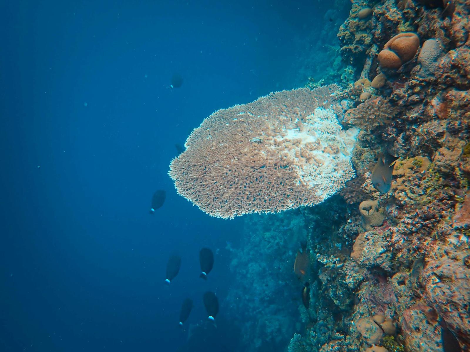 Reef safari — Mahé, Seychelles