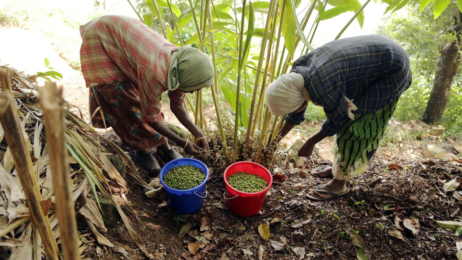Periyar Spice Plantation, India