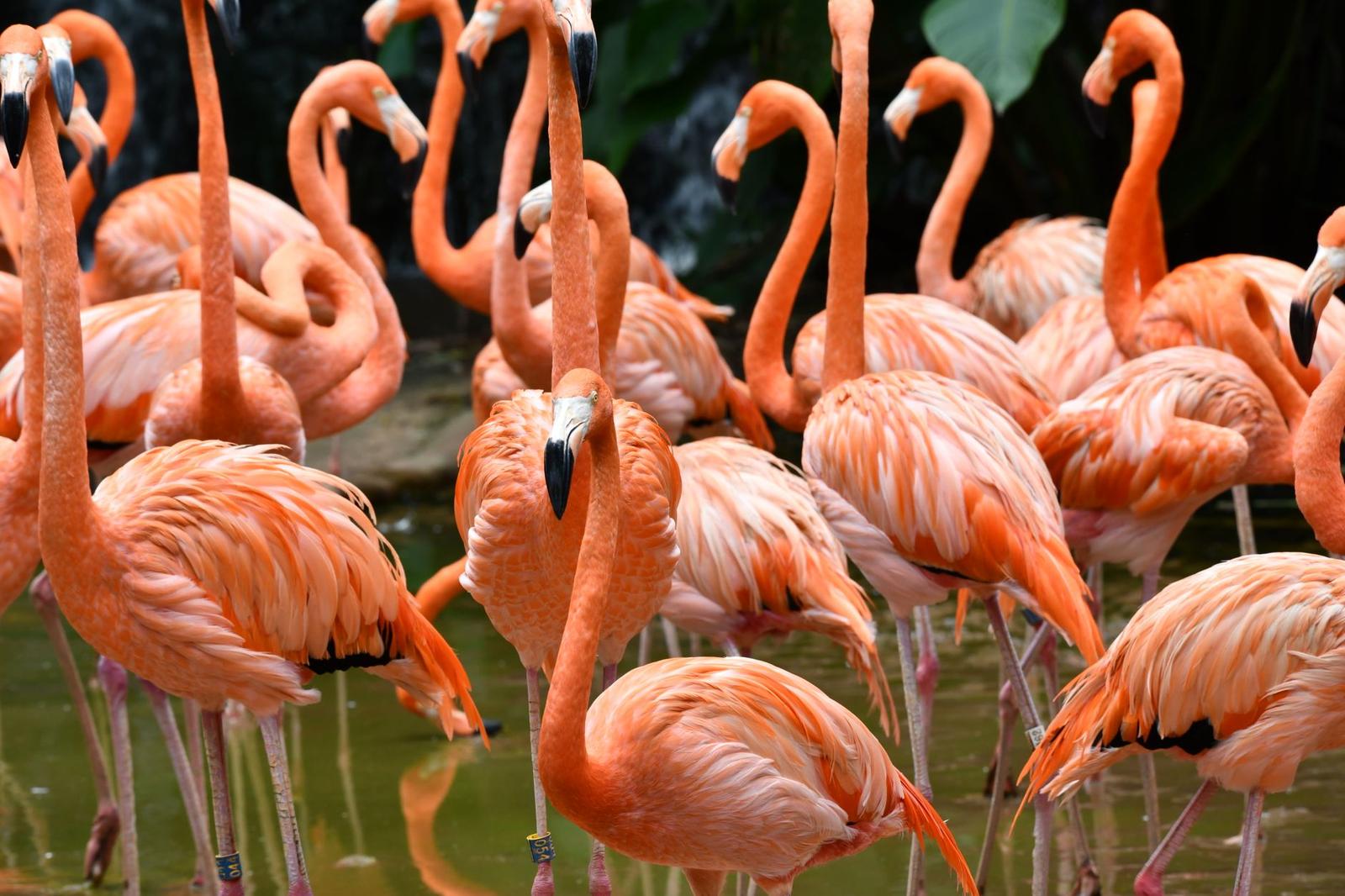 Bird Paradise + Singapore Zoo + Night Safari on day 6, Malaysia + Singapore