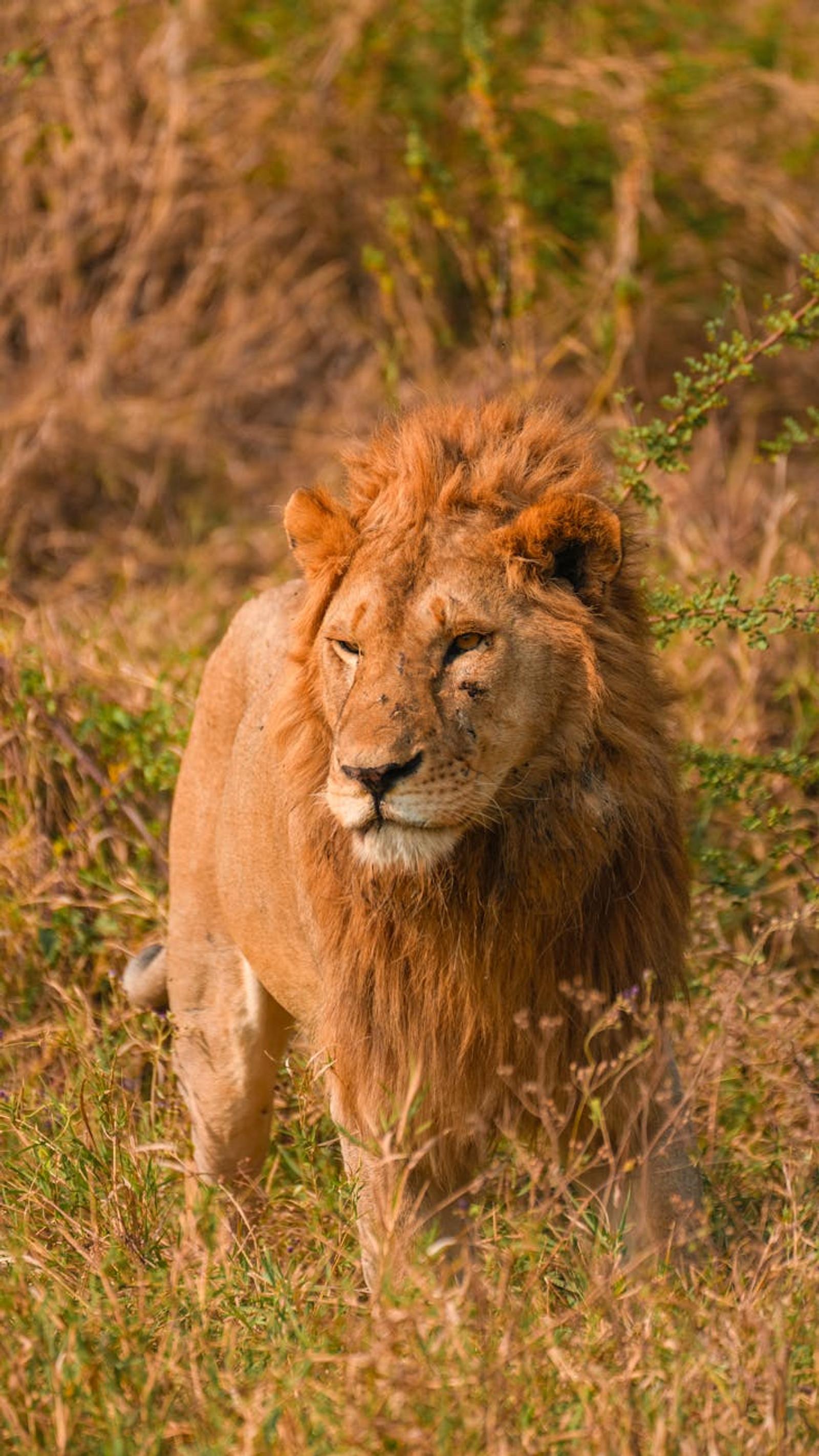 Serengeti Zanzibar — Tanzania