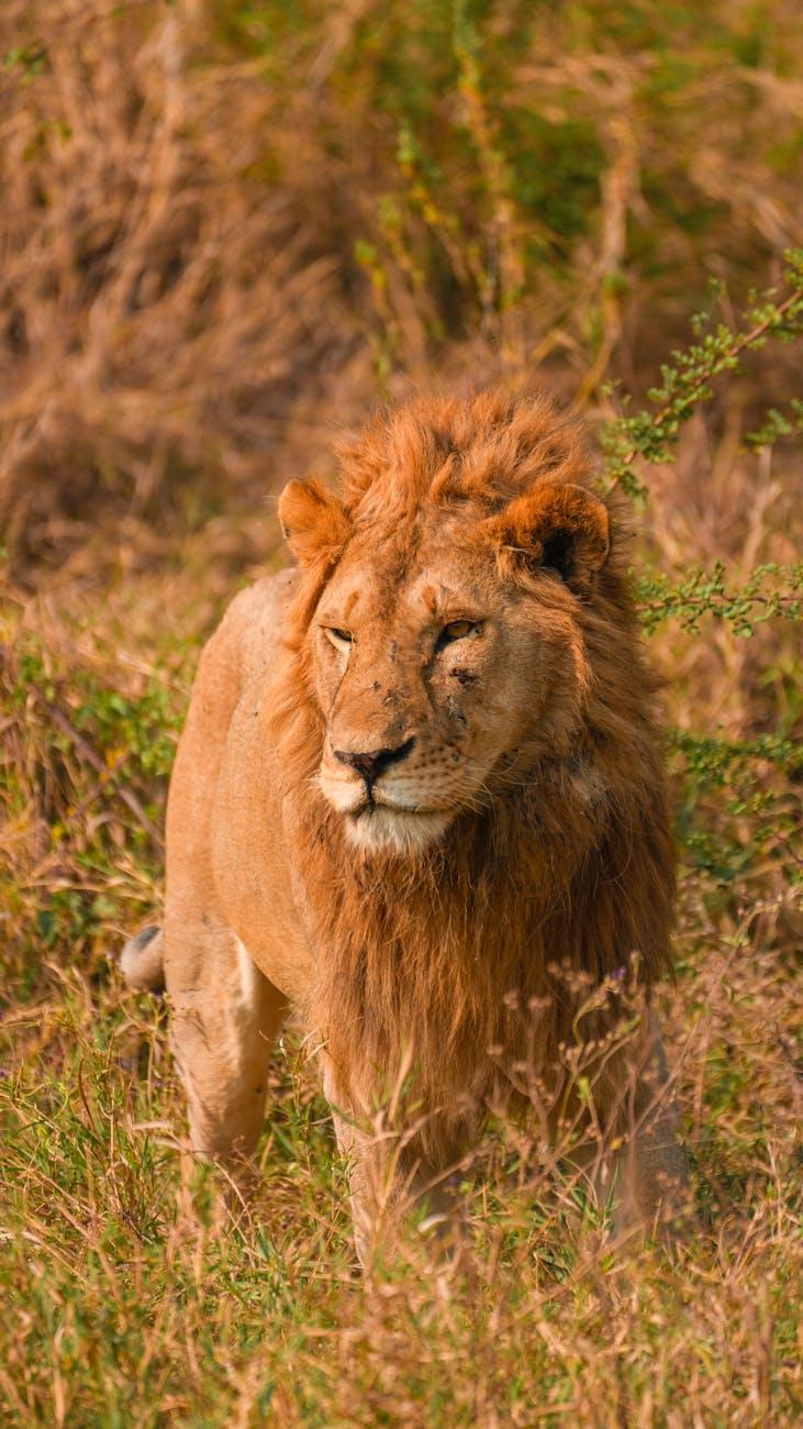 Serengeti Zanzibar — Tanzania