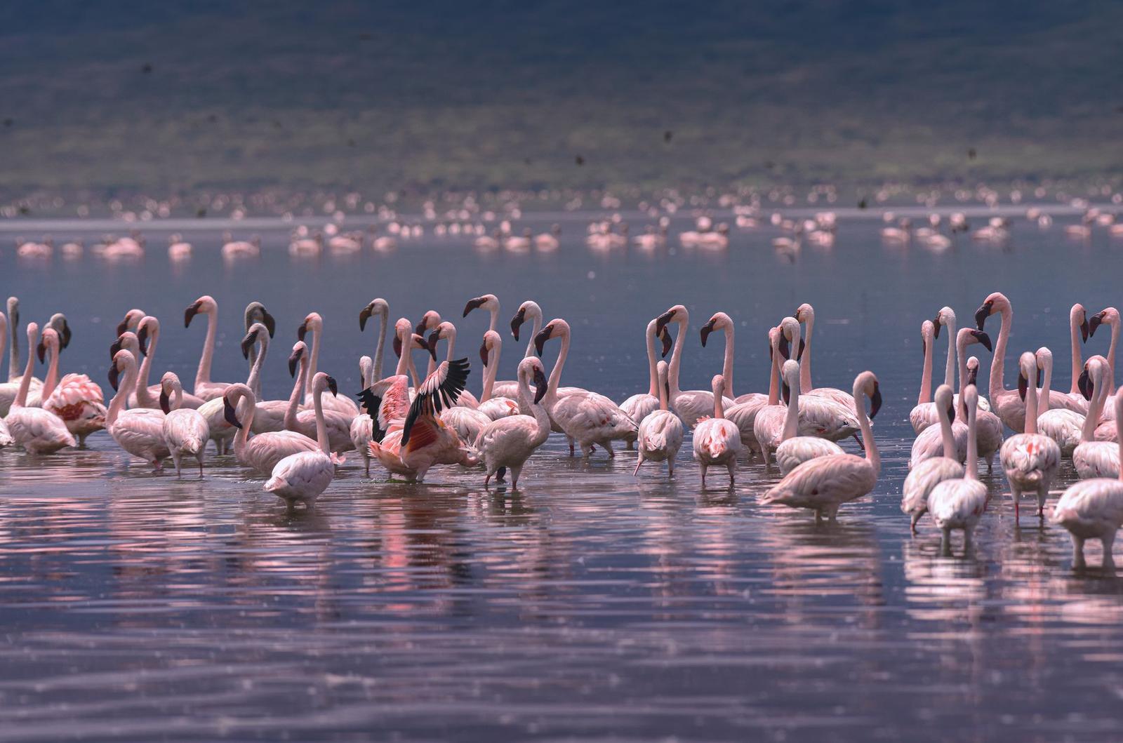 A flock of flamingos wading in shallow pink-tinted water