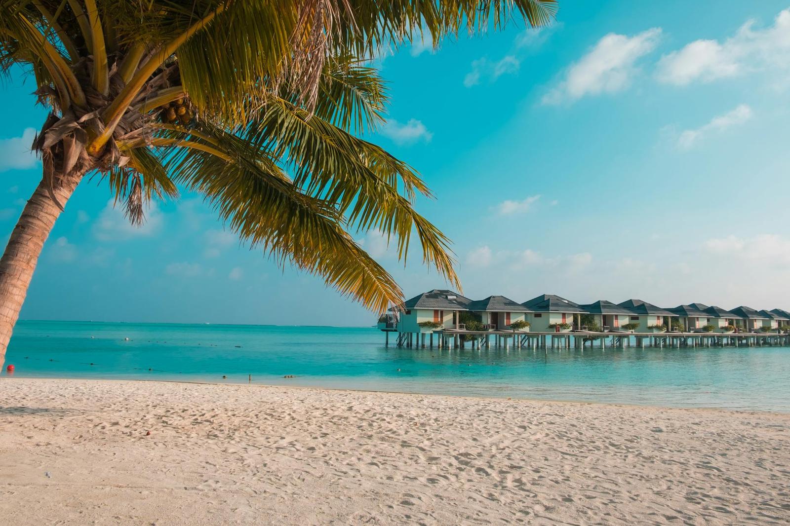 A palm tree framing overwater bungalows on a turquoise lagoon