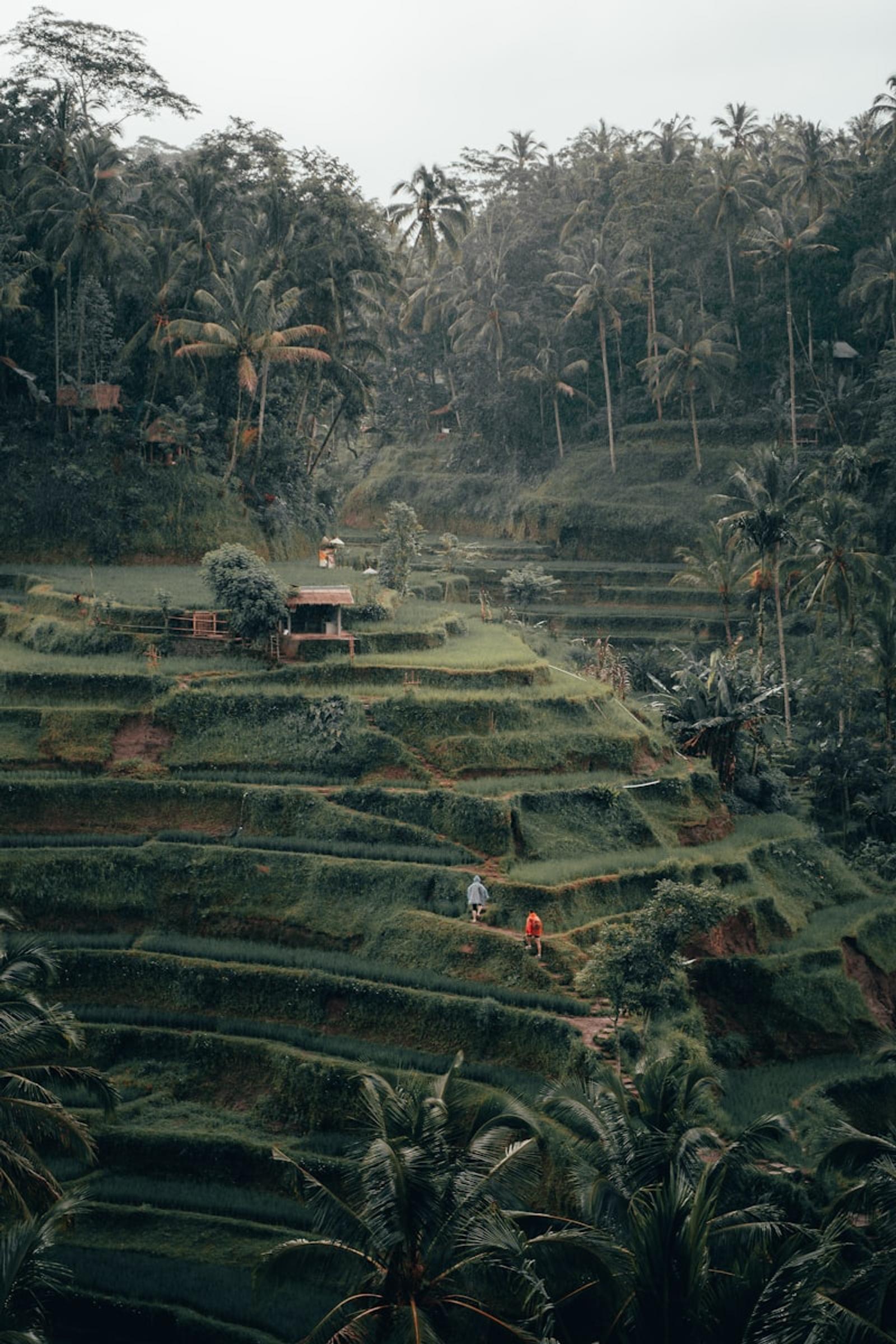 Ubud rice fields