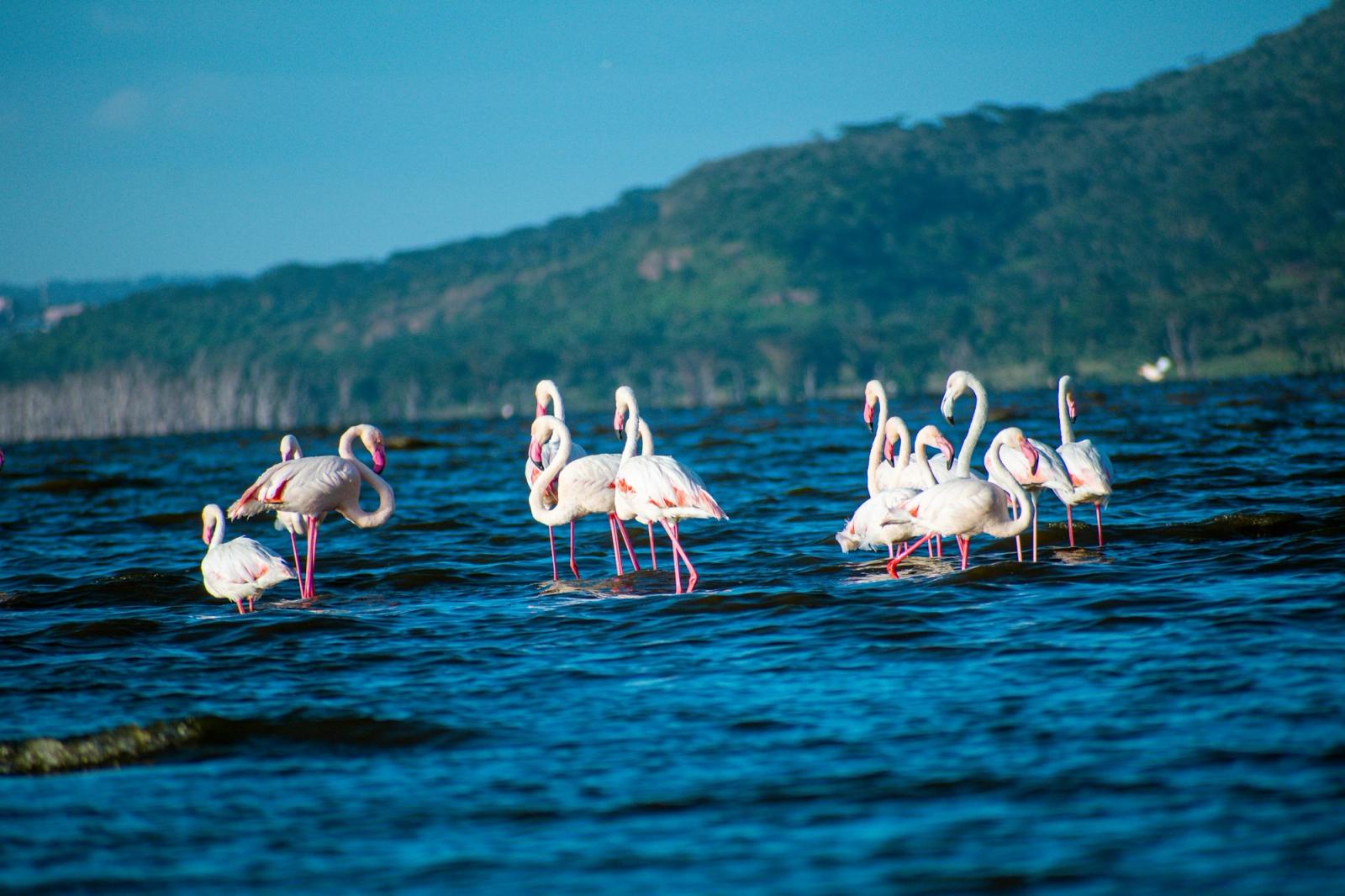 A flock of flamingos wading in blue lake water below green hills