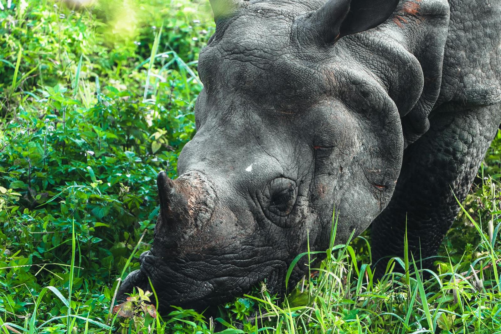 Chitwan Rhino Safari, Nepal