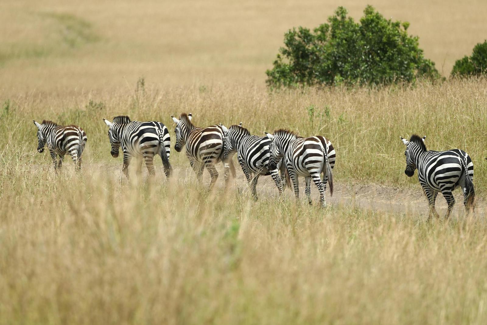 Sarova Mara — Masai Mara, Kenya