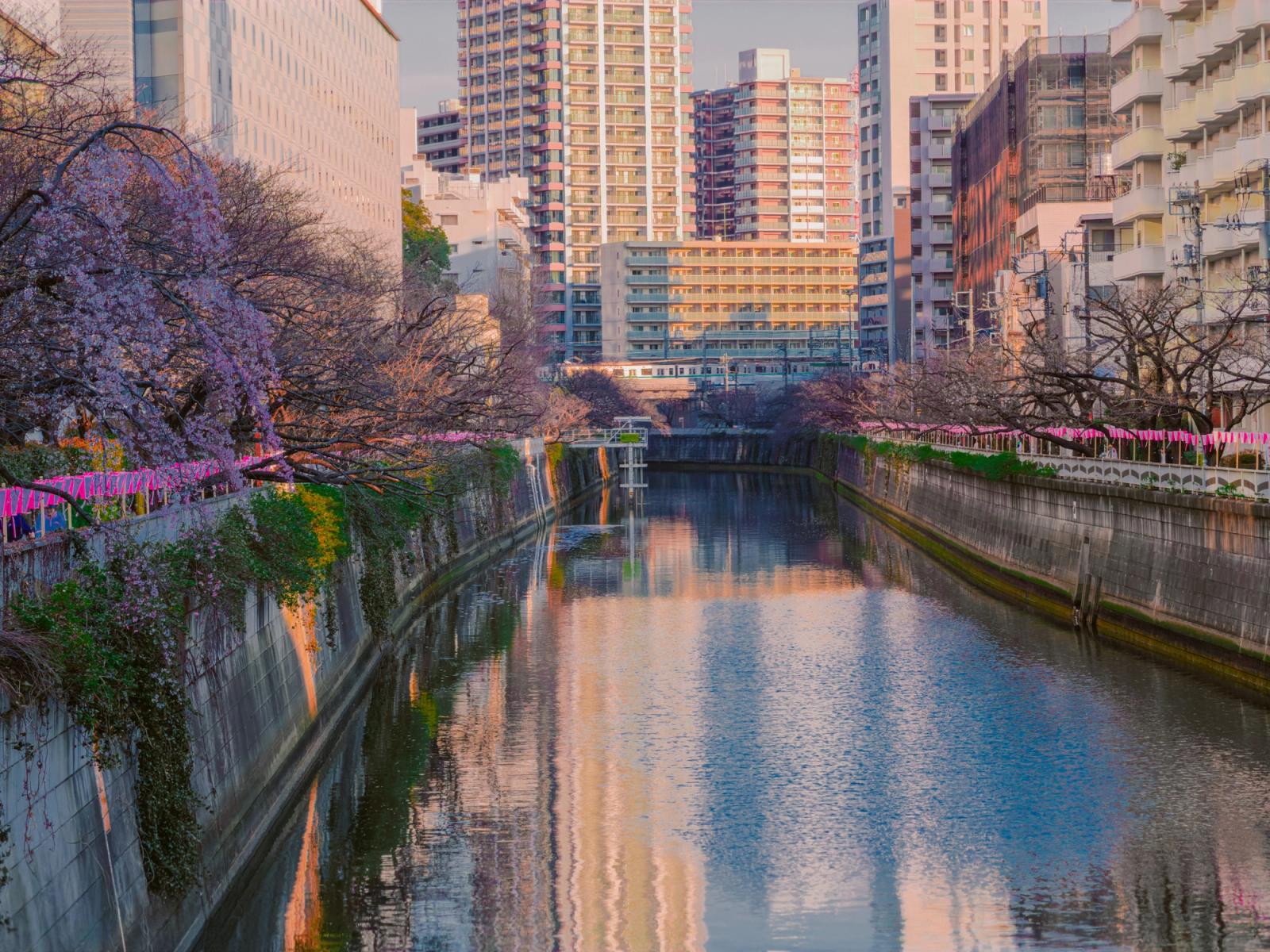 Scenic spring view of a Tokyo river lined with cherry blossoms and city buildings