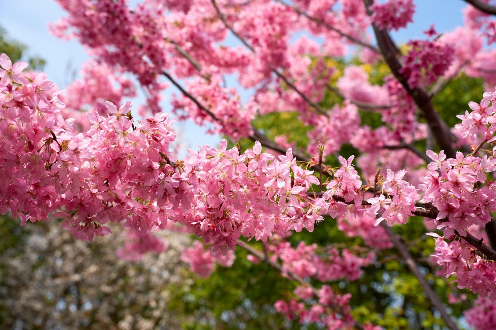 Clusters of pink cherry blossoms against a pale blue sky