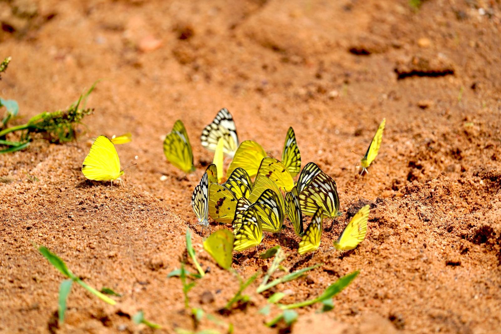A cluster of bright yellow butterflies on the earthy ground at Ranthambhore Fort, India