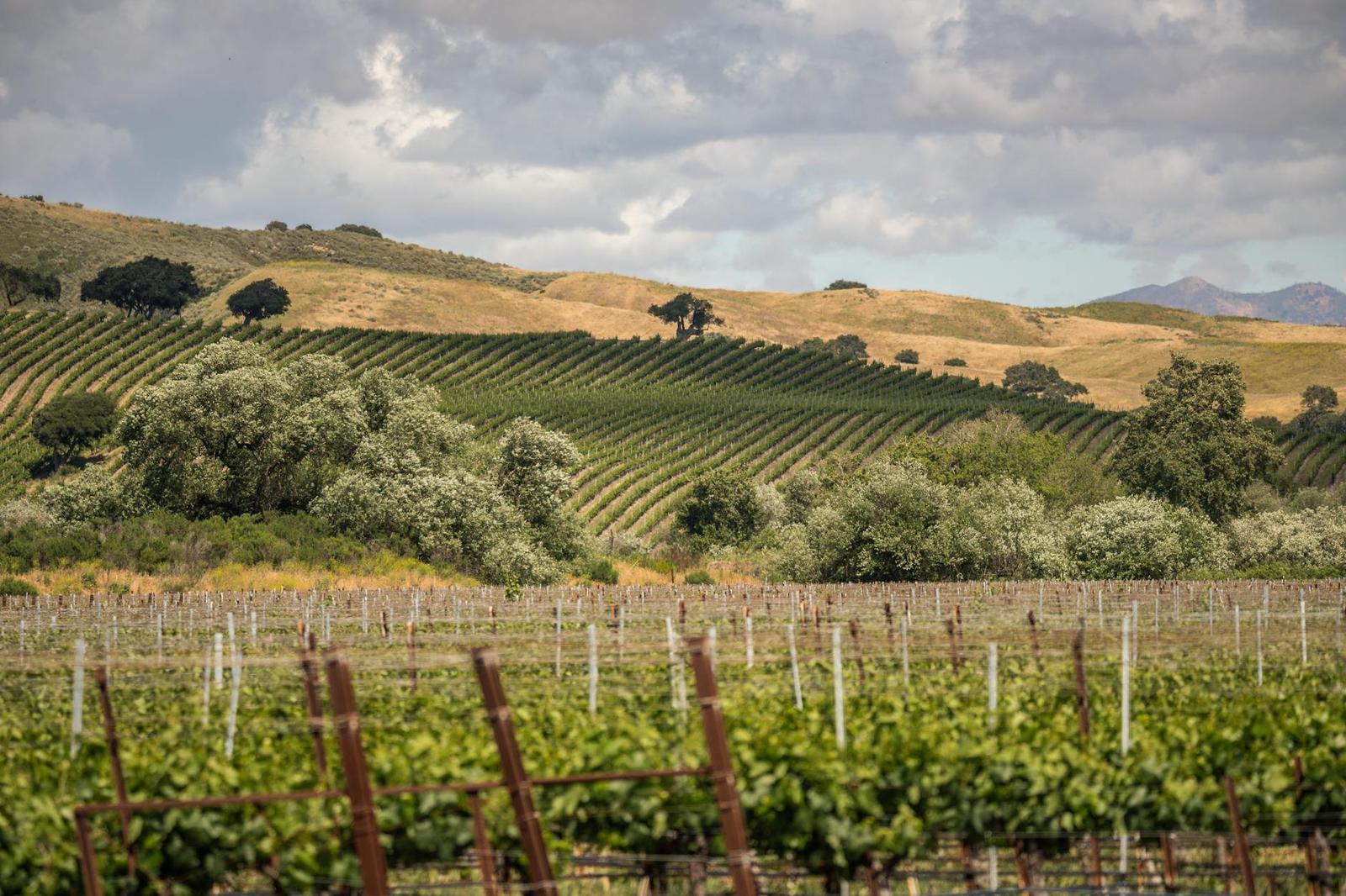 Santa Barbara Wine, USA