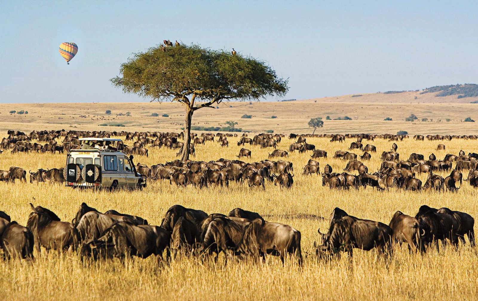 A hot air balloon drifting over a vast wildebeest herd on the plains