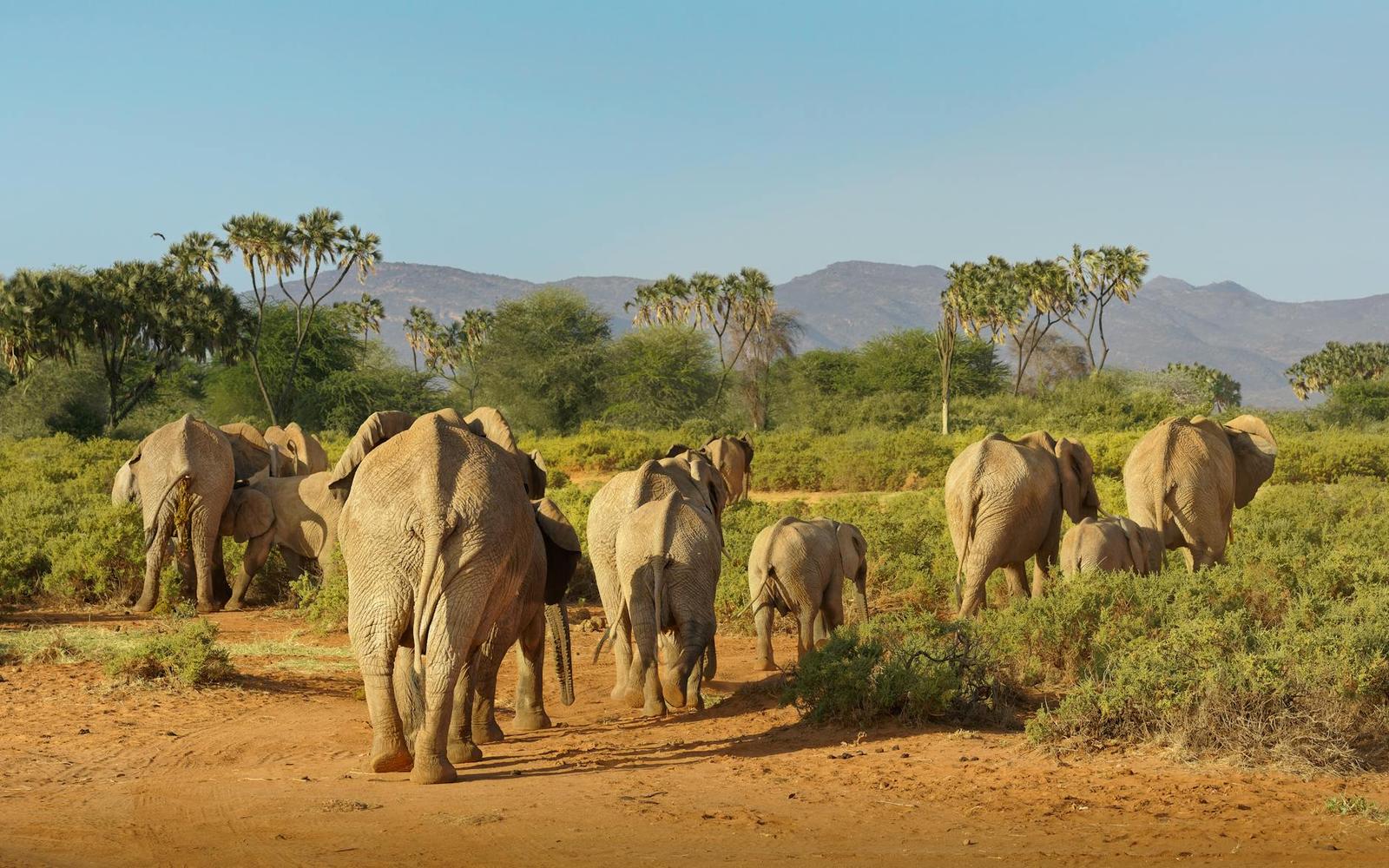 Samburu Rare Species, Kenya