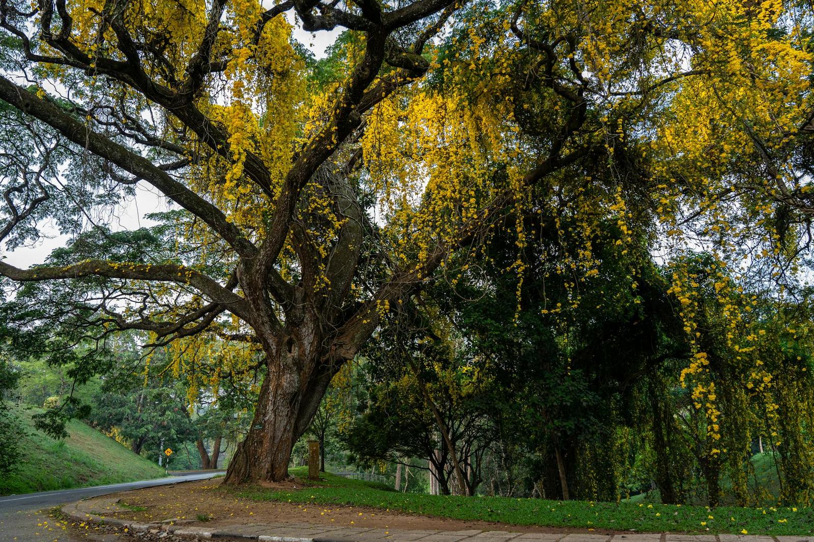 Peradeniya Botanical Gardens, Sri Lanka